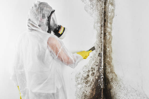 Best Mold Testing  in Madison, GA