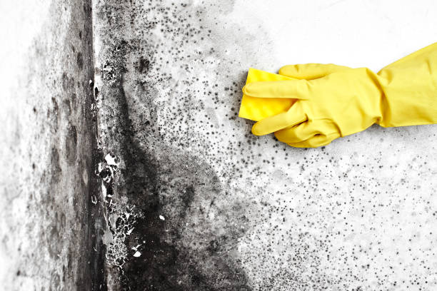 Best Certified Mold Removal  in Madison, GA