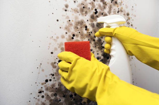 Best Commercial Mold Removal  in Madison, GA