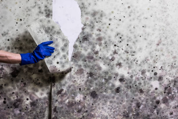 Best Home Mold Removal  in Madison, GA